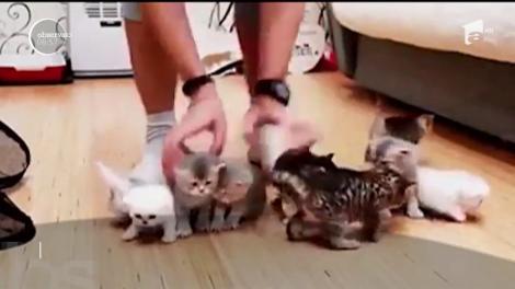 Se spune că pisicile nu pot fi dresate. Iar să le convingi să stea la poză este o misiune imposibilă