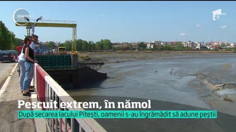 După secarea lacului Pitești, oamenii s-au îngrămădit să adune peștii
