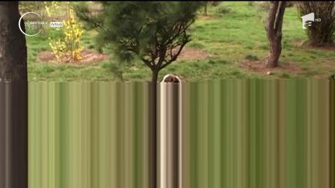 O femeie din Sălaj şi-a găsit sfârşitul în colţii animalului de care avea grijă