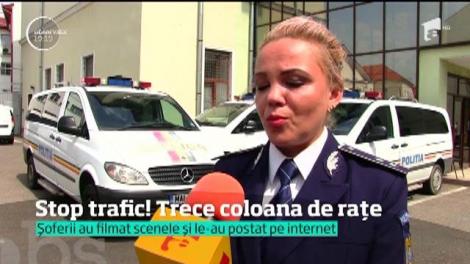 Un polițist din Oradea a oprit traficul pentru un cârd de rațe