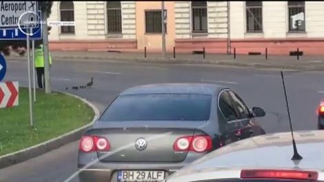 Ai văzut clipul distribuit de mii de români? Un poliţist a oprit traficul în Oradea pentru a permite unei familii de raţe să treacă strada