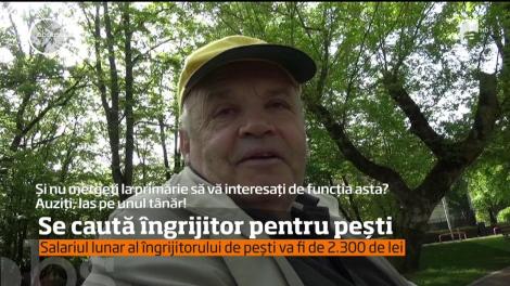 Primăria Bistriţa caută îngrijitor pentru peştii din iazul artificial al parcului