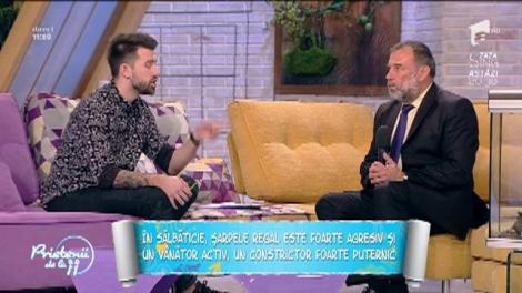 Animale de companie: Tot ce trebuie să ştii despre şarpele regal californian