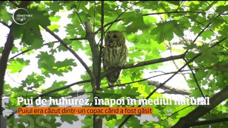 Un pui de huhurez a fost eliberat într-un parc din Deva