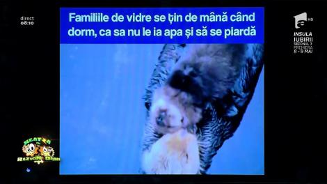Smiley News: Nu ai văzut în viaţa ta ceva mai drăguţ! De ce se țin familiile de vidre de mână când dorm