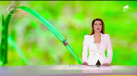 1 MAI cu peripeţii! Au ajuns speriaţi la spital după ce au petrecut ziua muncii la iarbă verde