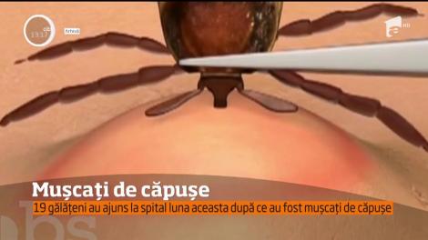 Numărul românilor înţepaţi de căpuşe creşte alarmant