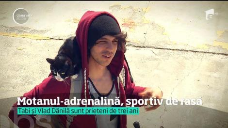 Motanul Tabi, în vârstă de trei ani, iubește sporturile extreme
