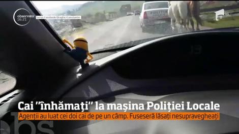 Cai "înhămați" la mașina poliției locale! Agenții au luat animalele de pe un câmp unde fuseseră lăsate nesupravegheate