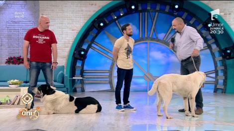 Ciobănescul de Asia Centrală, o rasă rară și extraordinară. ”Este un câine de talie mare care nu se simte bine în apartament sau garsonieră”