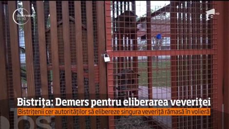 Bistrițenii cer autorităților să elibereze singura veveriță rămasă în volieră