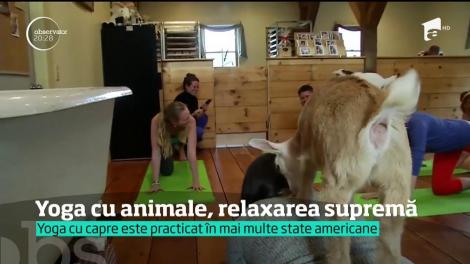 Yoga cu ajutorul caprelor, sportul care a cucerit America. Rumegătoarele sunt puse la loc de cinste: "Nu sunt forţate să facă nimic din ce nu vor"