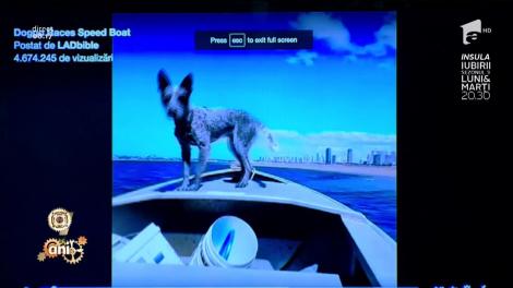 Smiley News: Îi dă "ghetuţe", nu glumă! El este căţelul Usain Bolt