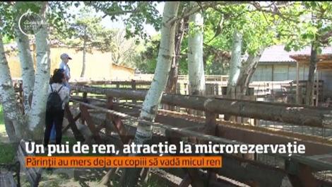 Un pui de ren, atracție la microrezervaţia din Constanţa