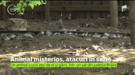 Zeci de oi şi găini au fost ucise într-un sat din Brăila de către un animal pe care nimeni n-a apucat să-l vadă