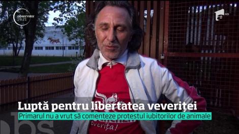 Bistrițenii vor să elibereze singura veveriță care a mai rămas captivă