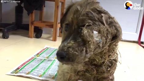 Ți se rupe sufletul! Un biet cățel a fost acoperit cu lipici și eliberat pe stradă! Uite cum arată după ce a fost îngrijit!