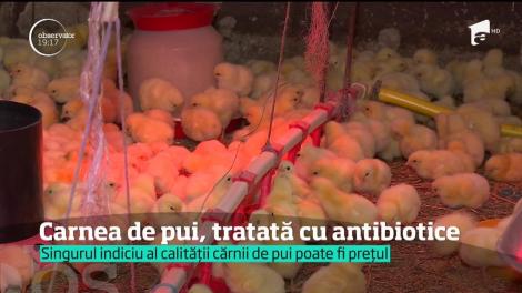 Carnea de pui, tratată cu antibiotice de mulți producători români