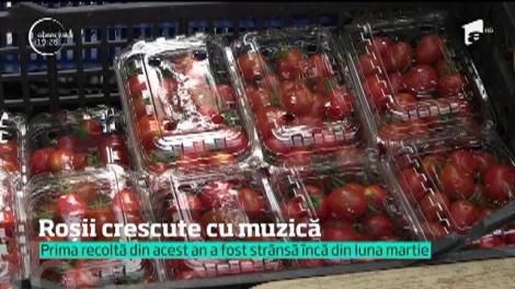 Niște fermieri din Constanța își tratează roșiile cu muzică
