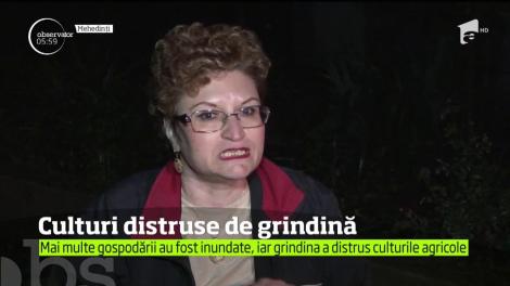 Culturi distruse de grindină! A plouat torențial în mai multe localități din Mehedinți și Gorj