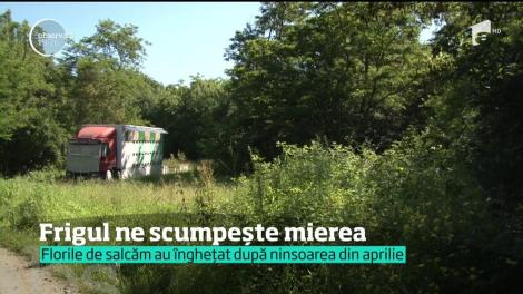 Florile de salcâm au înghețat după ninsoarea din aprilie. Mierea e tot mai puţină