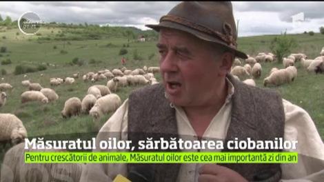 "Măsuratul oilor", un obicei păstrat de sute de ani în Ţinutul Pădurenilor din Poiana Ruscă