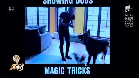 Hocus, pocus, unde-i mingea? Cum reacționează doi câini, când un magician le face jucăria preferată să dispară: "Ce înseamnă să nu ai public"