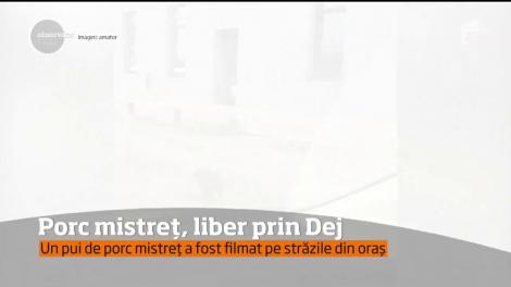 Un pui de porc mistreţ a fost văzut la plimbare pe străzi, în Dej