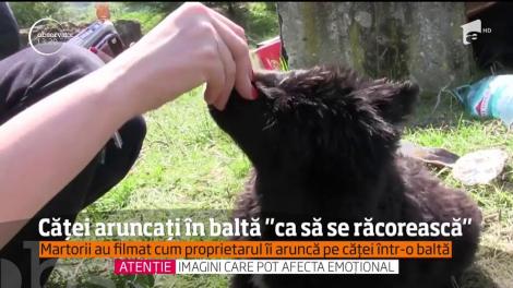 Imagini greu de privit pe un câmp din Dej. Un bărbat aruncă doi căței, câțiva metri în aer, într-o baltă: "Mă, terminați! Vedeți că sunteți filmați. Dați-le pace!"