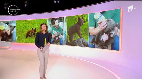 Un pui de urs, părăsit de mamă, a fost salvat de la moarte, într-o pădure din Harghita