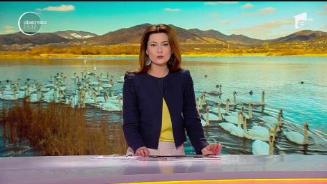 Primăria din Făgăraş scoate ceva la vânzare! Mai precis, la licitaţie. Nişte lebede!