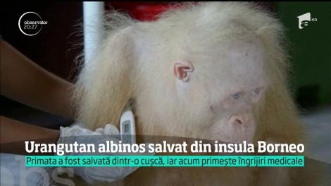 Un urangutan extrem de rar, albinos cu ochii albaştri a fost salvat dintr-o cuşcă de pe insula Borneo