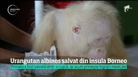 Un urangutan extrem de rar, albinos cu ochii albaştri a fost salvat dintr-o cuşcă de pe insula Borneo