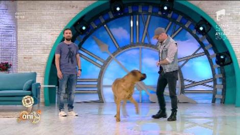 Cea mai puternică rasă de câini din lume