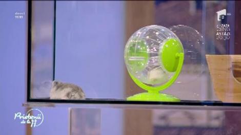 Animale de companie: Tot ce trebuie să ştii despre hamsteri