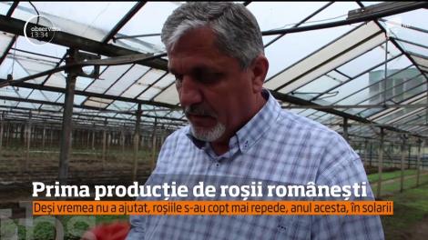 Primele roşii româneşti au apărut, deja, în pieţe, în ciuda vremii capricioase