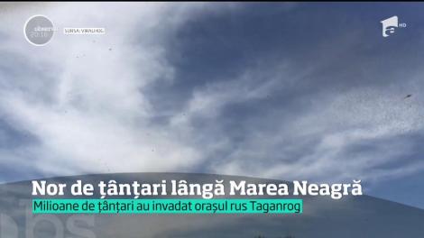Imagini care îţi fac pielea de găină. Nor de țânțari filmat lângă Marea Neagră