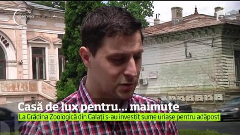 La Grădina Zoologică din Galaţi se munceşte de zor la un adăpost de lux pentru maimuţe!