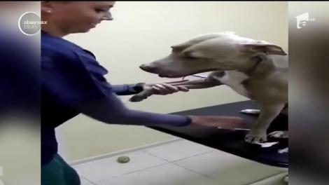 Câinele care nu cunoaşte frica de medic
