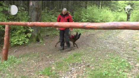 Patrupedul Erik, cel mai nou membru al echipei de salvamontişti din masivul Ceahlău