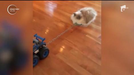 Când pisica e prea leneșă, stăpânul inventează cel mai tare dispozitiv de tractare! Privești și te minunezi!