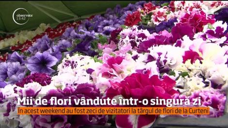 Explozie de culori şi miresme, în Mureş. Flori de toate soiurile posibile au putut fi admirate şi cumpărate la târgul florilor