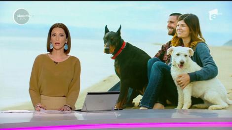 Petiție online pentru modificarea legii care interzice accesul animalelor pe plajă