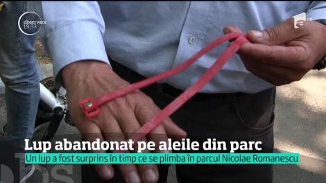 Un lup a apărut pe aleile unui parc din Craiova. Şi nu fugise de la grădină zoologică