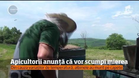 Vremea mofturoasă dă peste cap producţia de miere din acest an! Apicultorii anunţă scumpiri