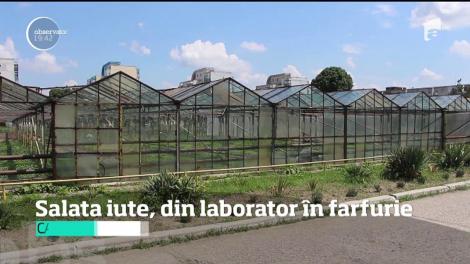 Îţi place SPICY? Perfect! A fost inventată SALATA PICANTĂ. Când o vei putea pune în farfurie