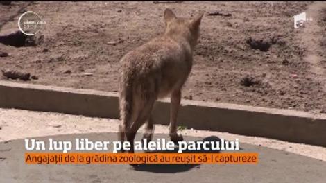Să te întâlneşti cu un lup pe aleile unui parc, nu este tocmai o plăcere