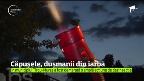 O acţiune de dezinsecţie de proporţii a fost demarată în TÎrgu-Mureş