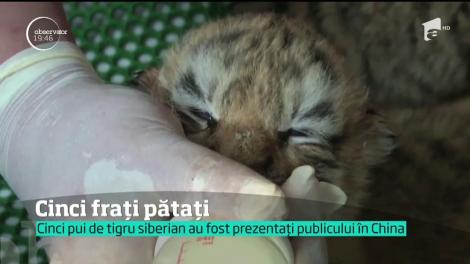 Caz extrem de rar! Cinci pui de tigru siberian au venit pe lume în China