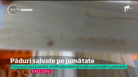 Activiştii de mediu acuză: lemn tăiat în condiţii suspecte se vinde încă în marile magazine de la noi din ţară